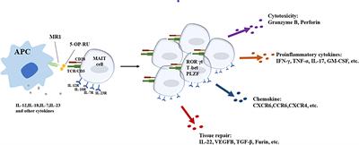 Mining the multifunction of mucosal-associated invariant T cells in hematological malignancies and transplantation immunity: A promising hexagon soldier in immunomodulatory